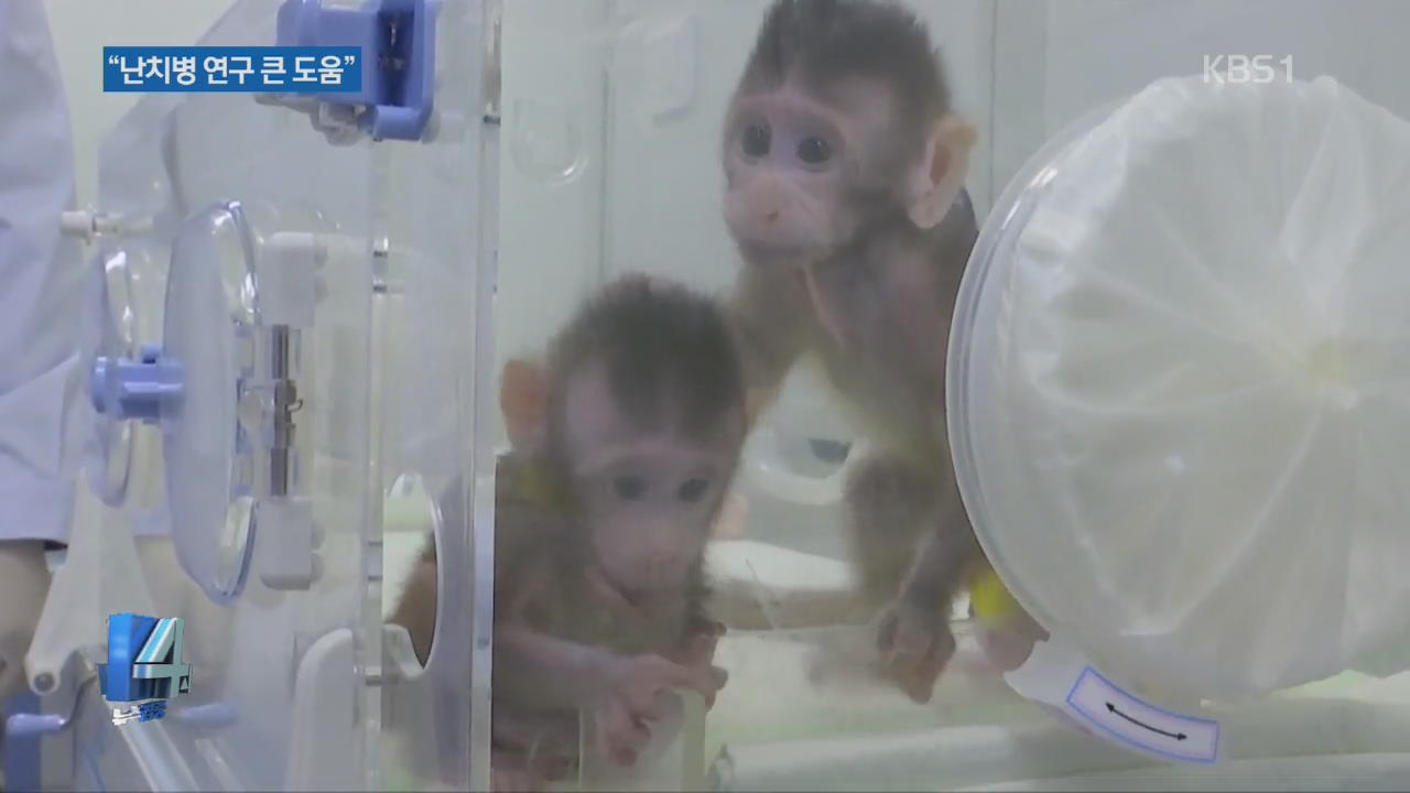 ‘복제 양 돌리 방식’ 원숭이도 세계 첫 복제