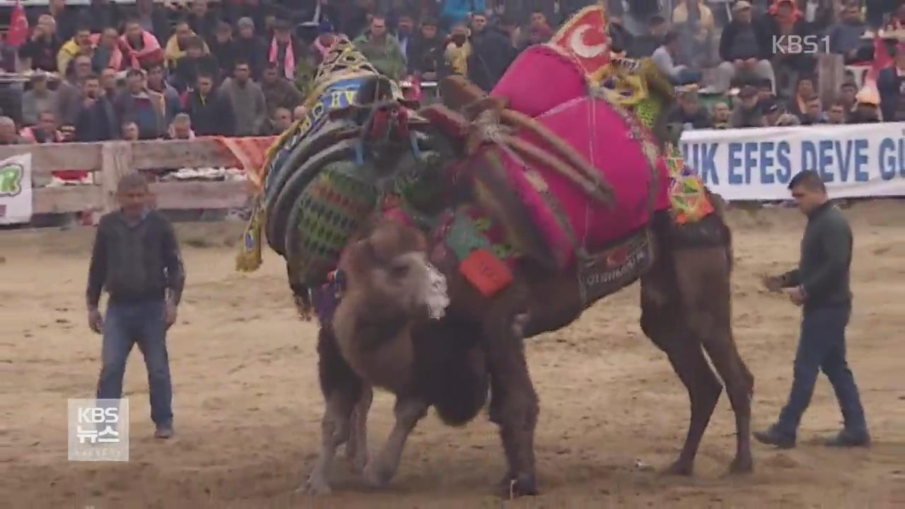 2000년 넘는 전통 ‘터키 낙타 레슬링 축제’