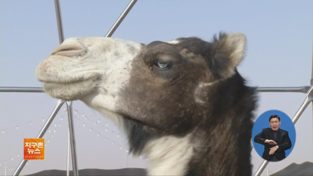 [지구촌 화제 영상] 사우디아라비아 ‘낙타 미모 경연대회’