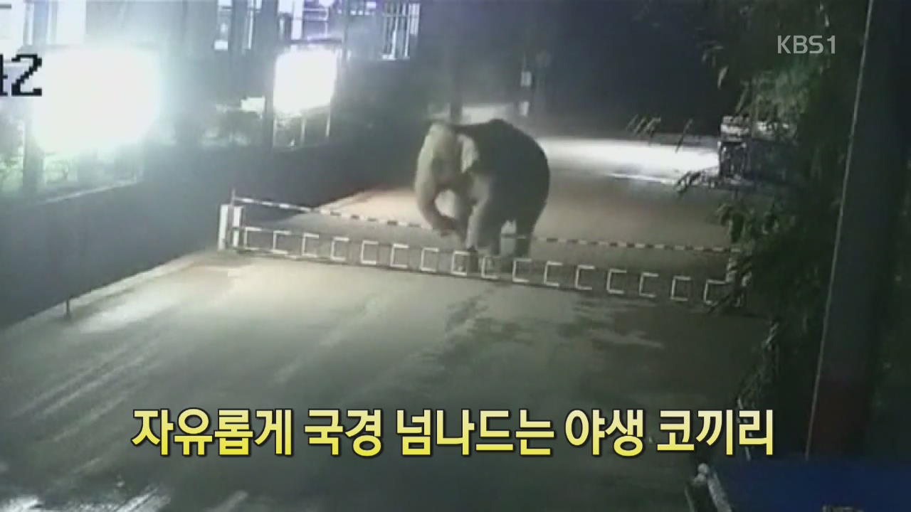 [디지털 광장] 자유롭게 국경 넘나드는 야생 코끼리