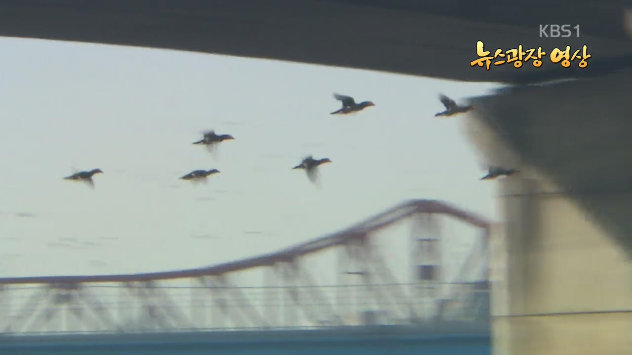 [뉴스광장 영상] 한강 철새