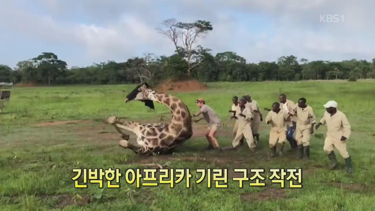 [디지털 광장] 긴박한 아프리카 기린 구조 작전