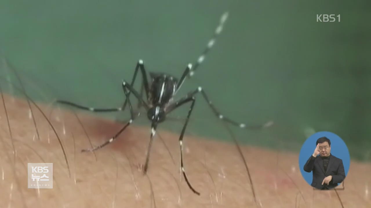 “황열병에 브라질 카니발이 걱정”…“여행전 백신 접종”