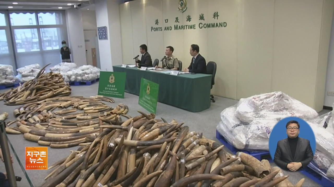 [지구촌 세계창] ‘밀렵 상아’ 주요 관문 홍콩, 상아 무역 금지