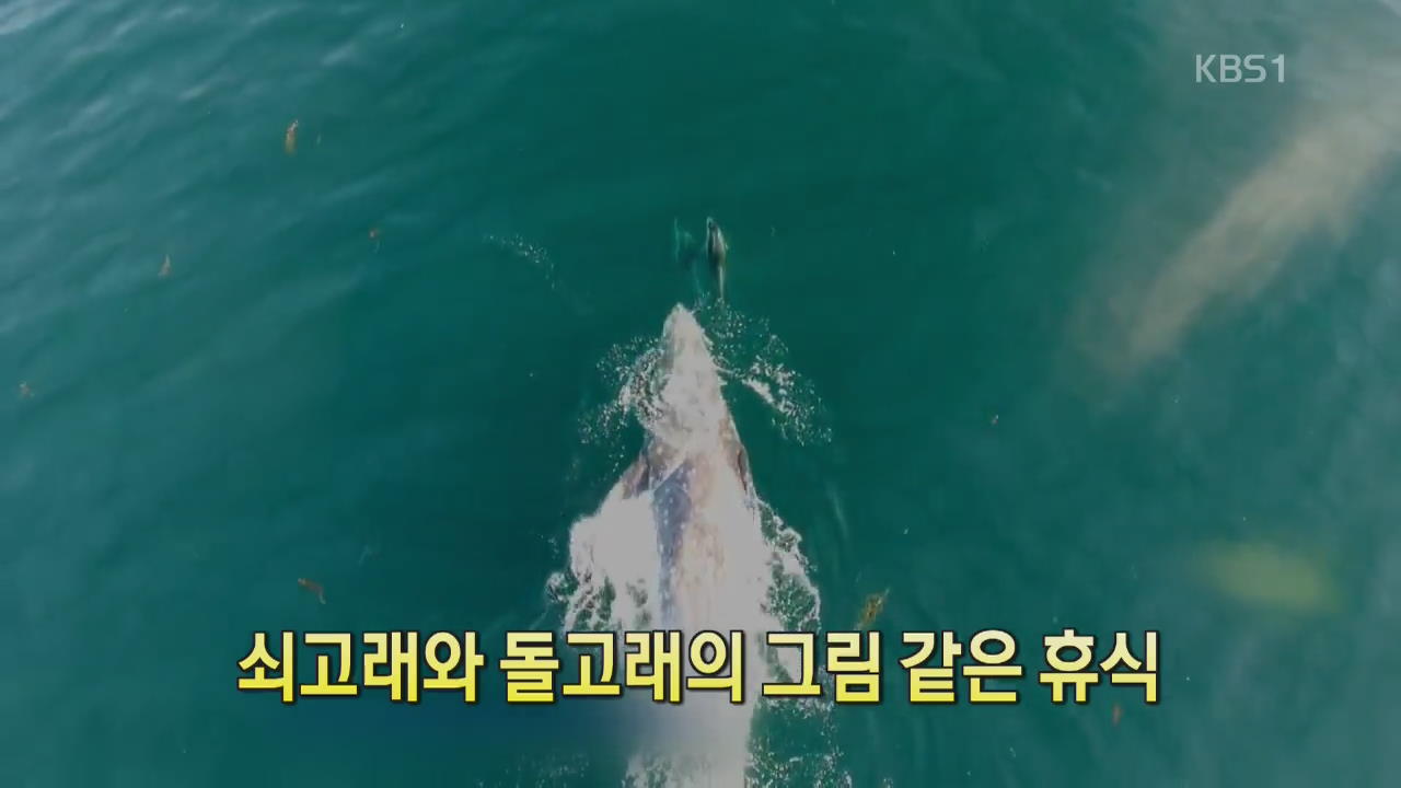 [디지털 광장] 쇠고래와 돌고래의 그림 같은 휴식 