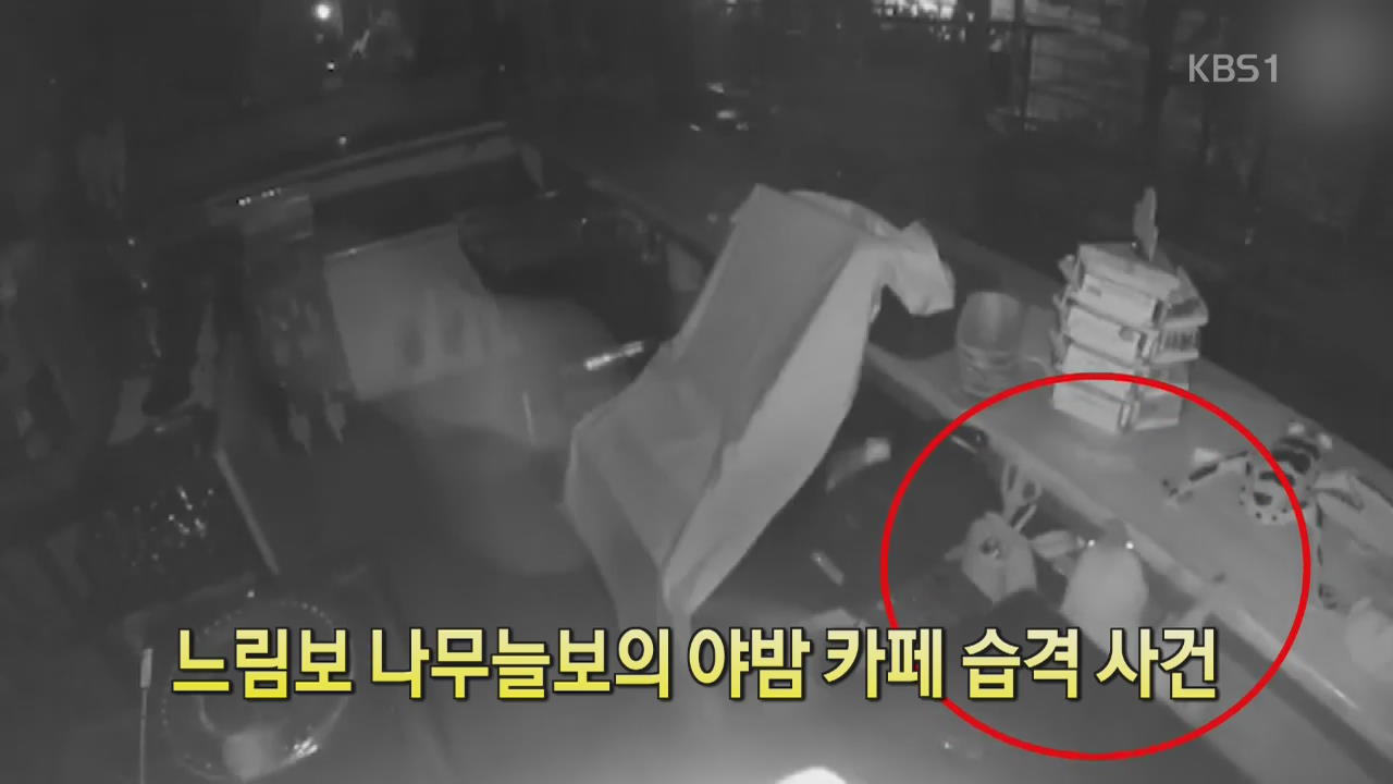 [디지털 광장] 느림보 나무늘보의 야밤 카페 습격 사건 