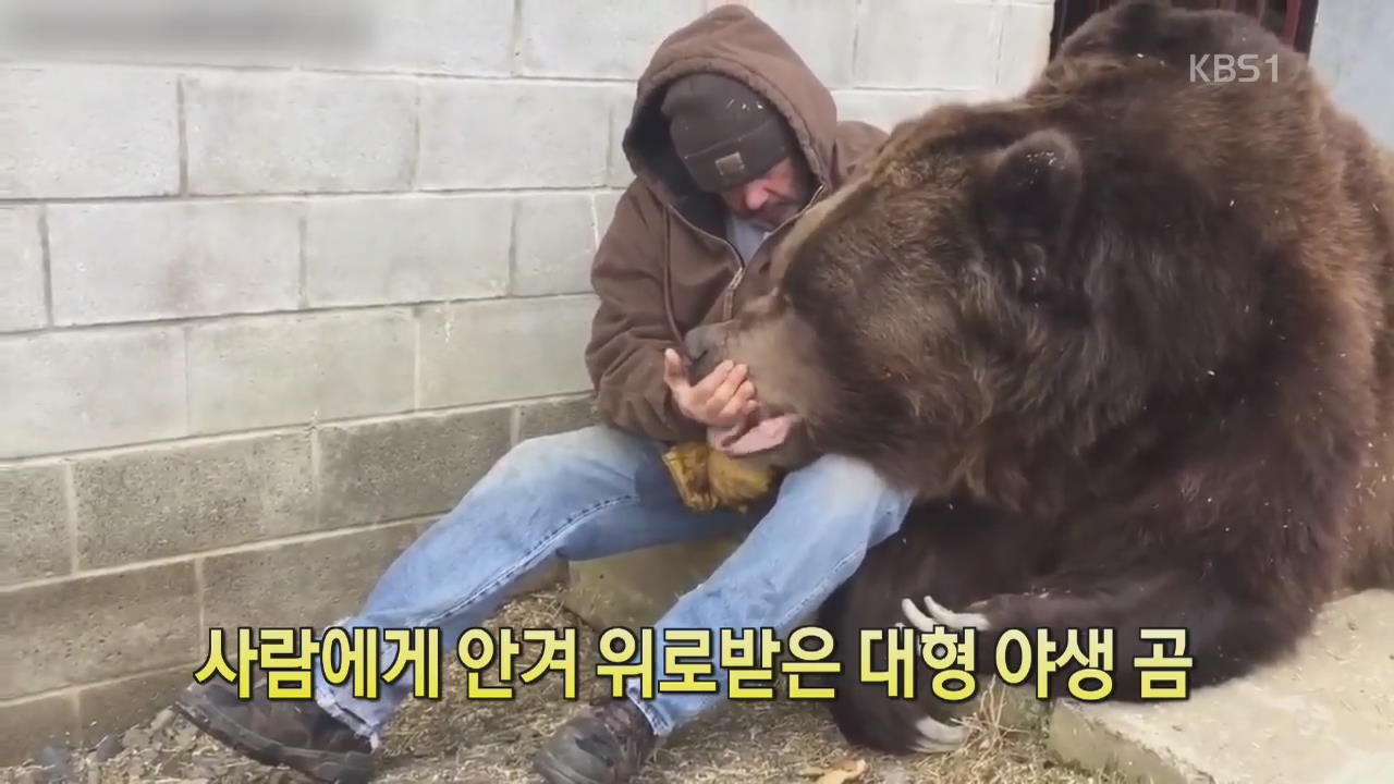 [디지털 광장] 사람에게 안겨 위로받은 대형 야생 곰