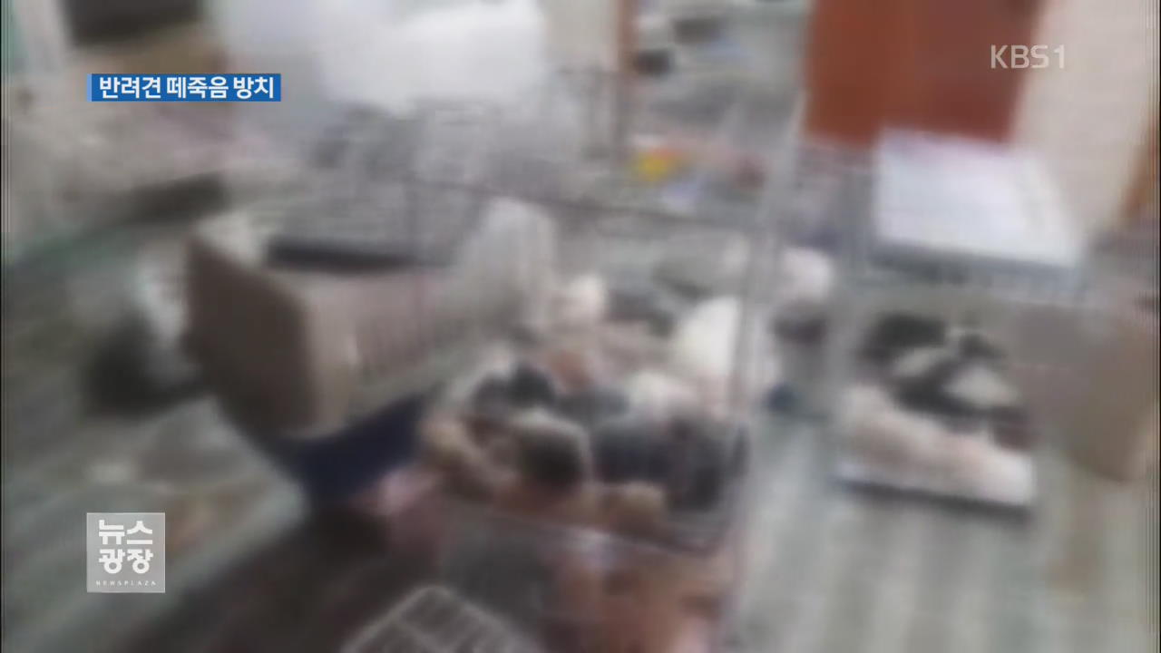 애견숍에서 반려견 떼죽음…동물 학대 조사