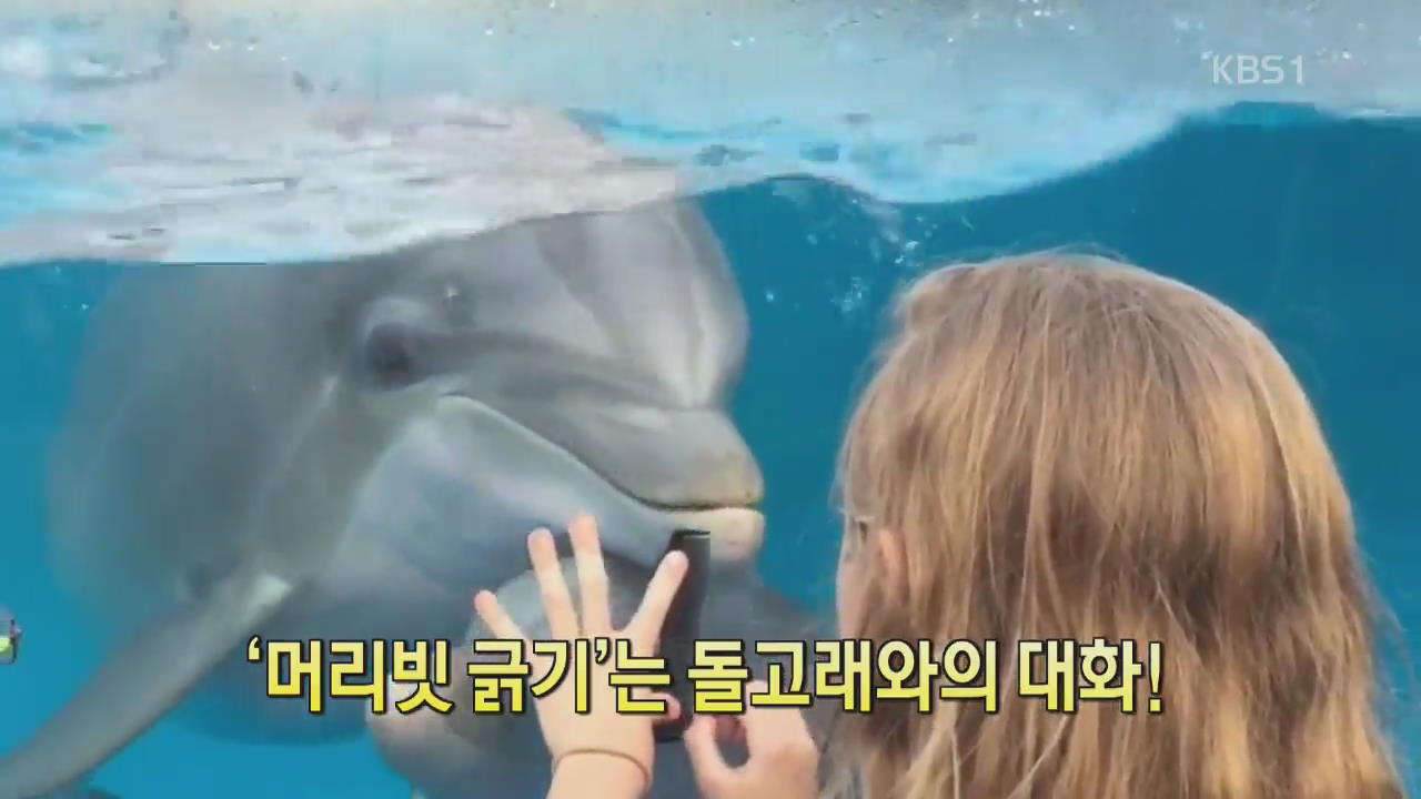 [디지털 광장] ‘머리빗 긁기’는 돌고래와의 대화!
