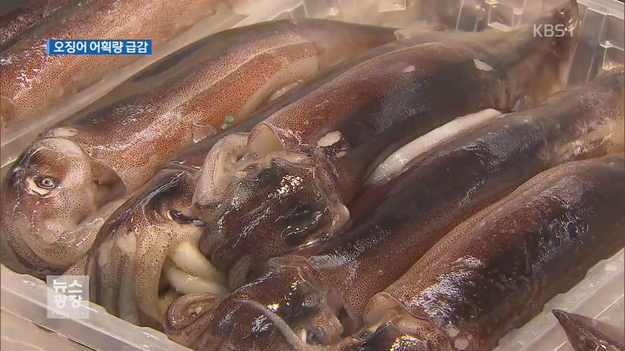 ‘금징어’된 국산 오징어…27년 만에 생산량 최저
