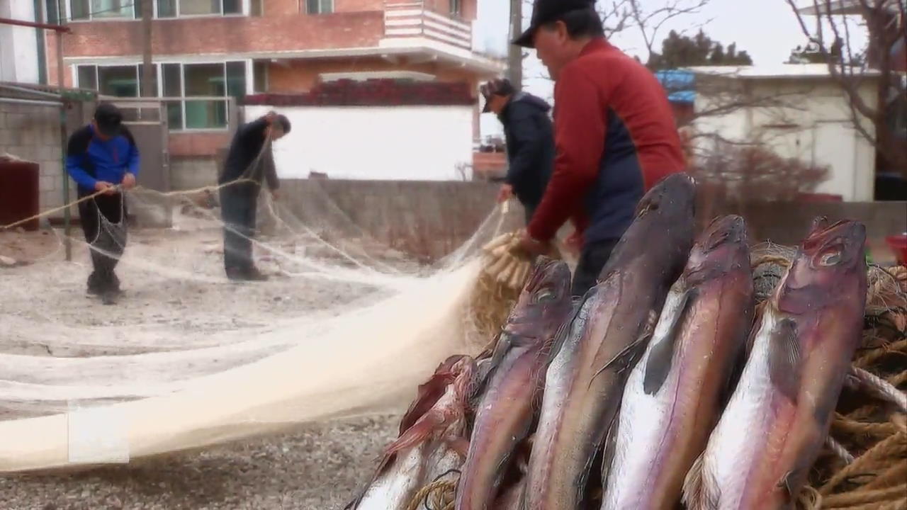 동해로 온 명태…복원 프로젝트 청신호