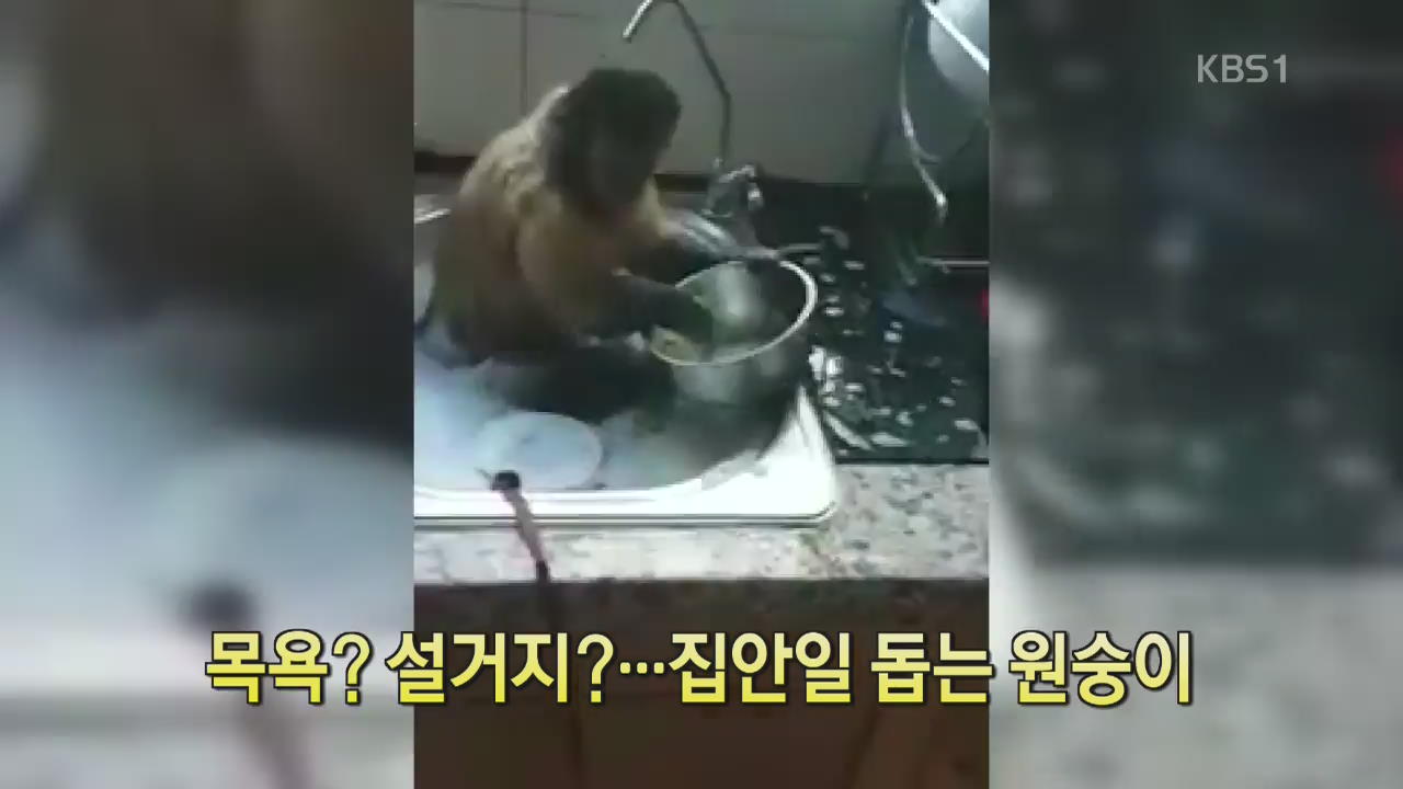 [디지털 광장] 목욕? 설거지?…집안일 돕는 원숭이