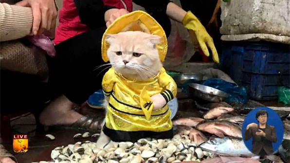 [글로벌24 브리핑] 생선 파는 고양이?…베트남 시장 마스코트