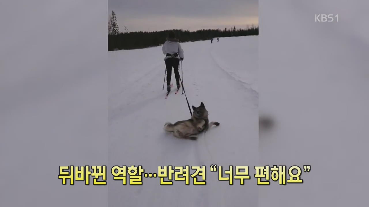 [디지털 광장] 뒤바뀐 역할…반려견 “너무 편해요”