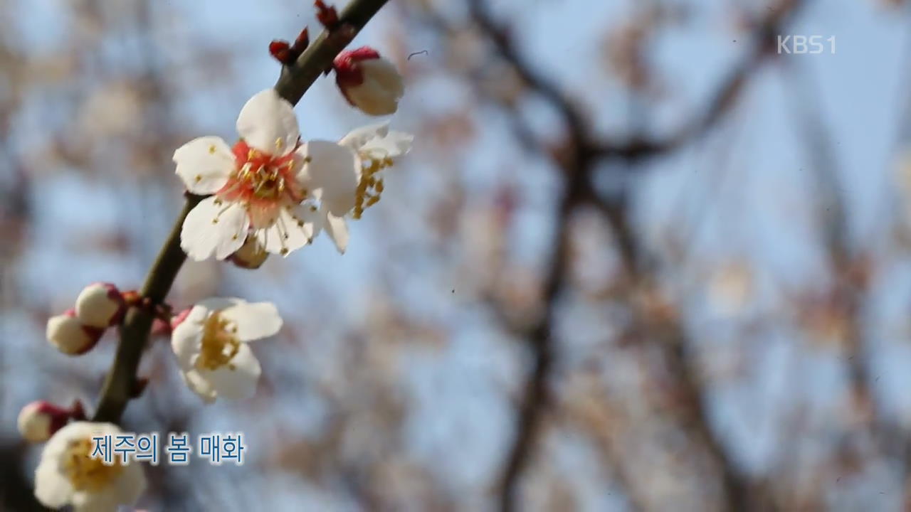 [뉴스광장 영상] 제주의 봄 매화