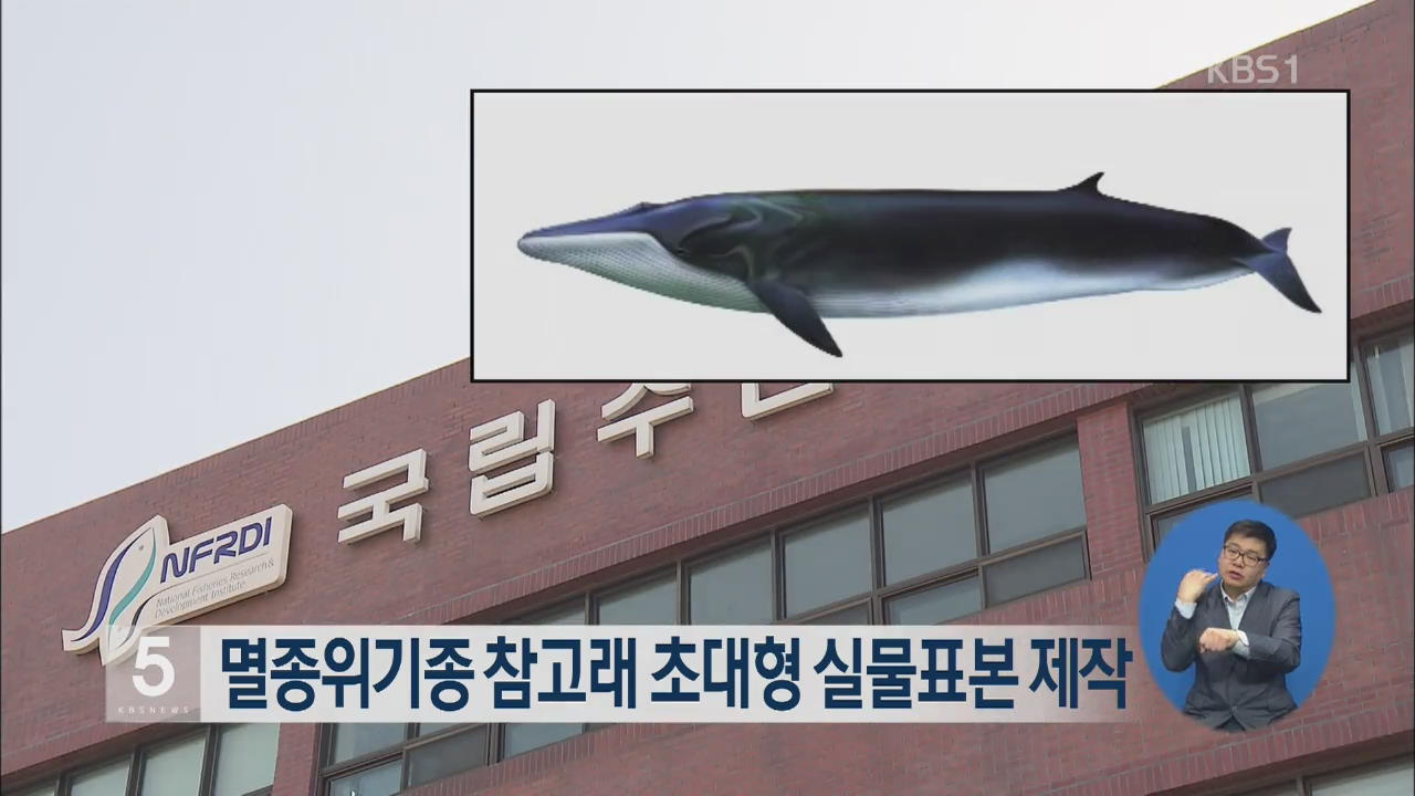 멸종위기종 참고래 초대형 실물표본 제작