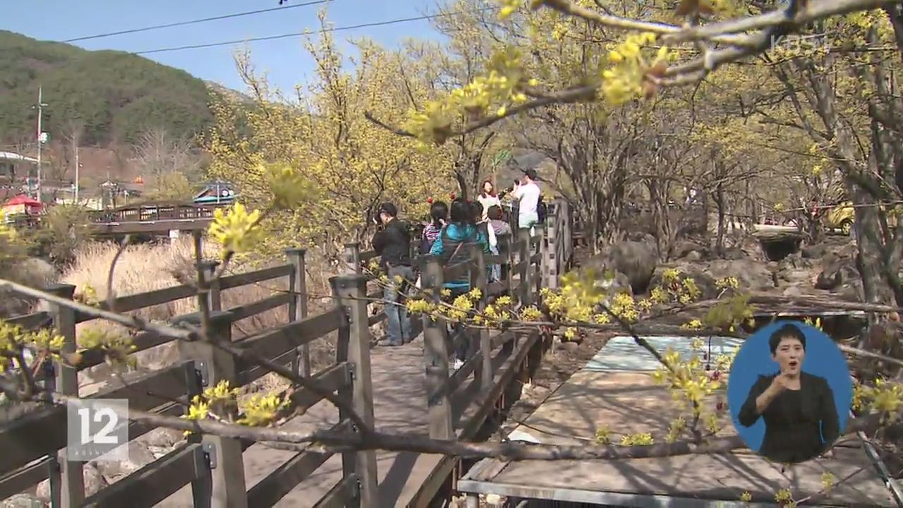 매화·산수유 ‘활짝’…곳곳 봄꽃 축제 개막