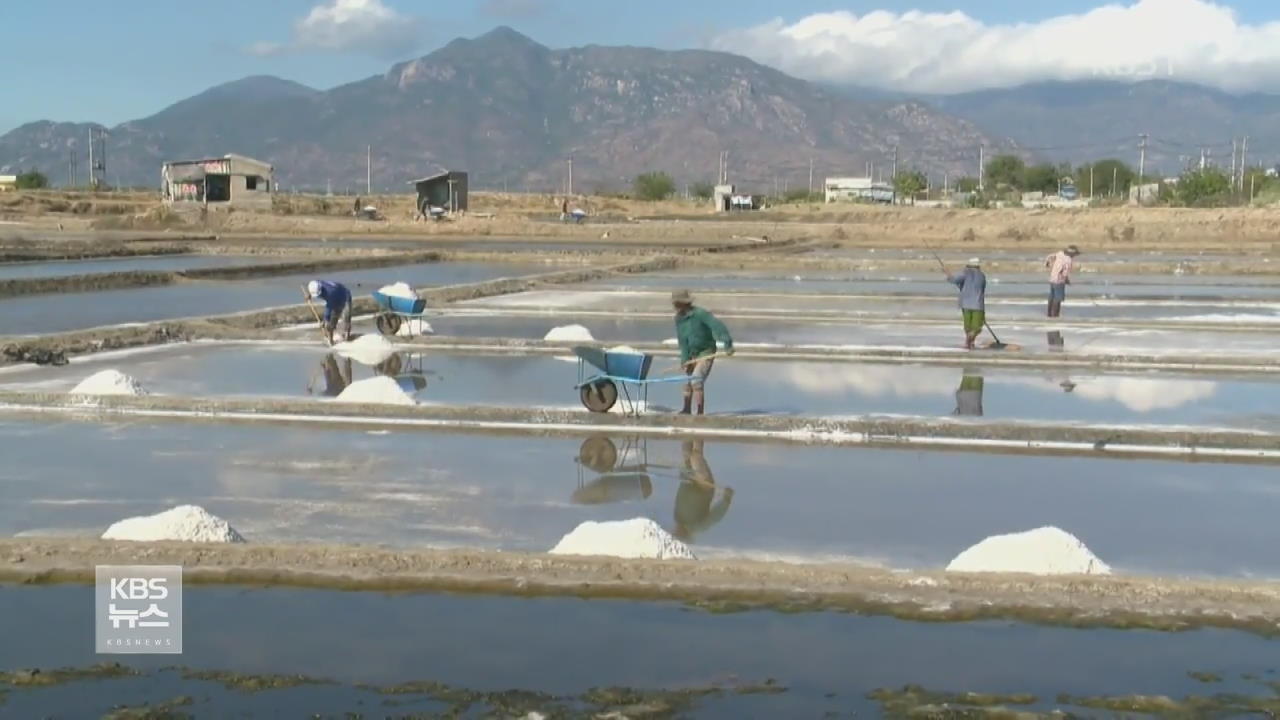 베트남, 소금값 폭락에 속 타는 염전 농가