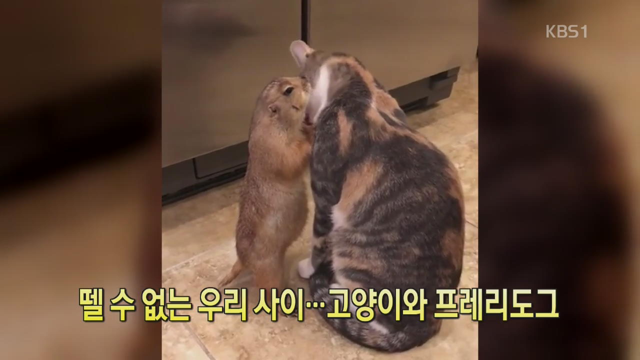 [디지털 광장] 뗄 수 없는 우리 사이…고양이와 프레리도그