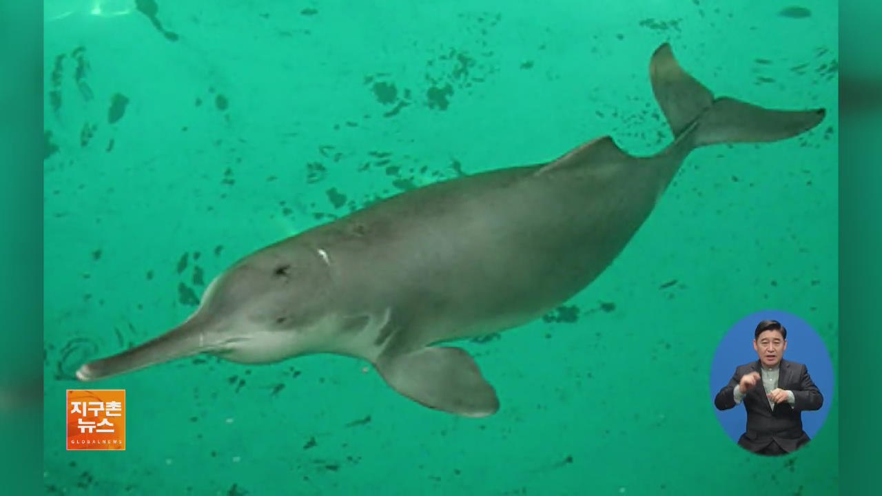 [지구촌 세계창] “돌고래를 지켜라”…경고 장치 개발