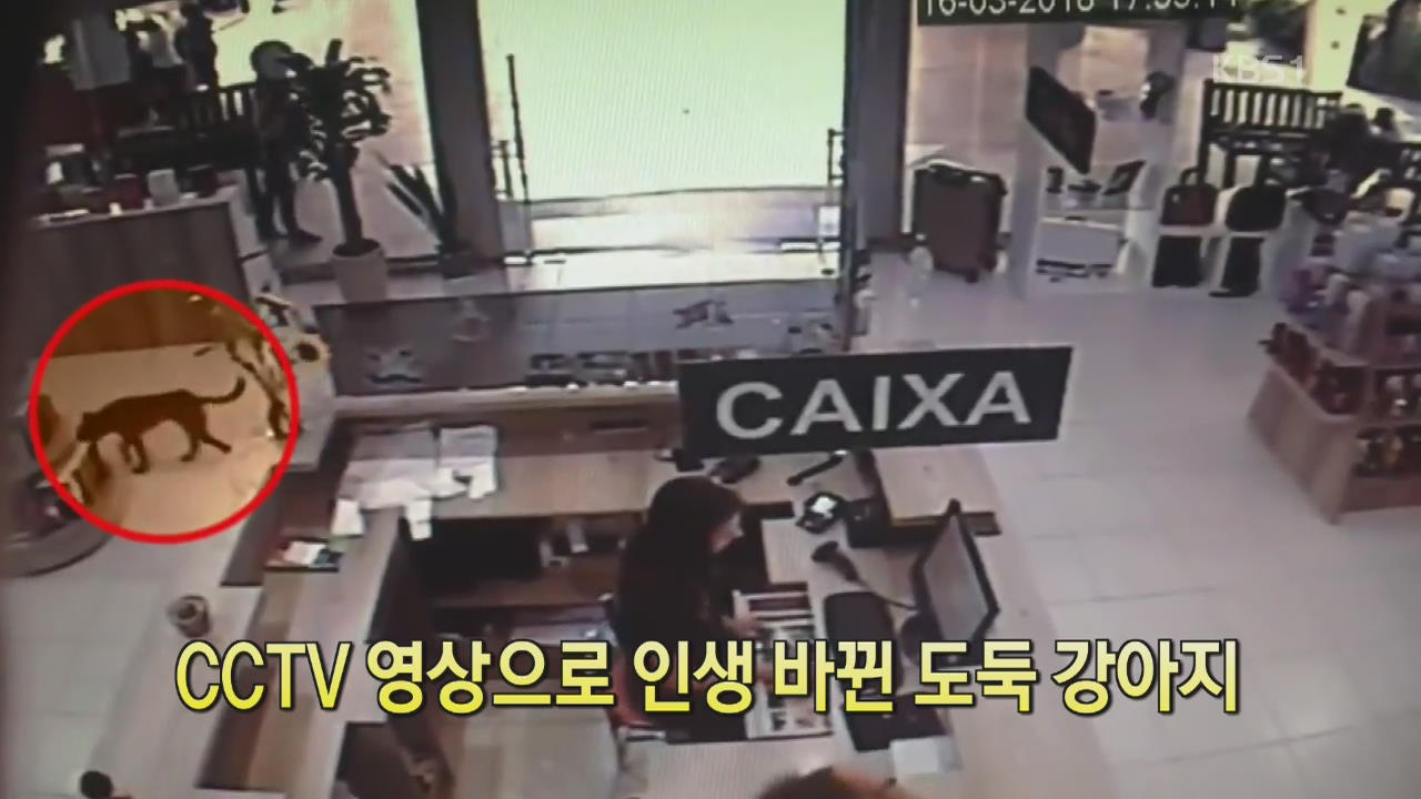 [디지털 광장] CCTV 영상으로 인생 바뀐 도둑 강아지