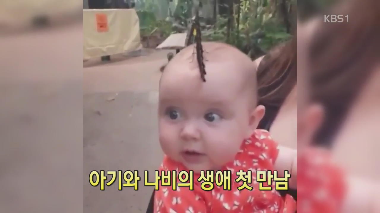 [디지털 광장] 아기와 나비의 생애 첫 만남
