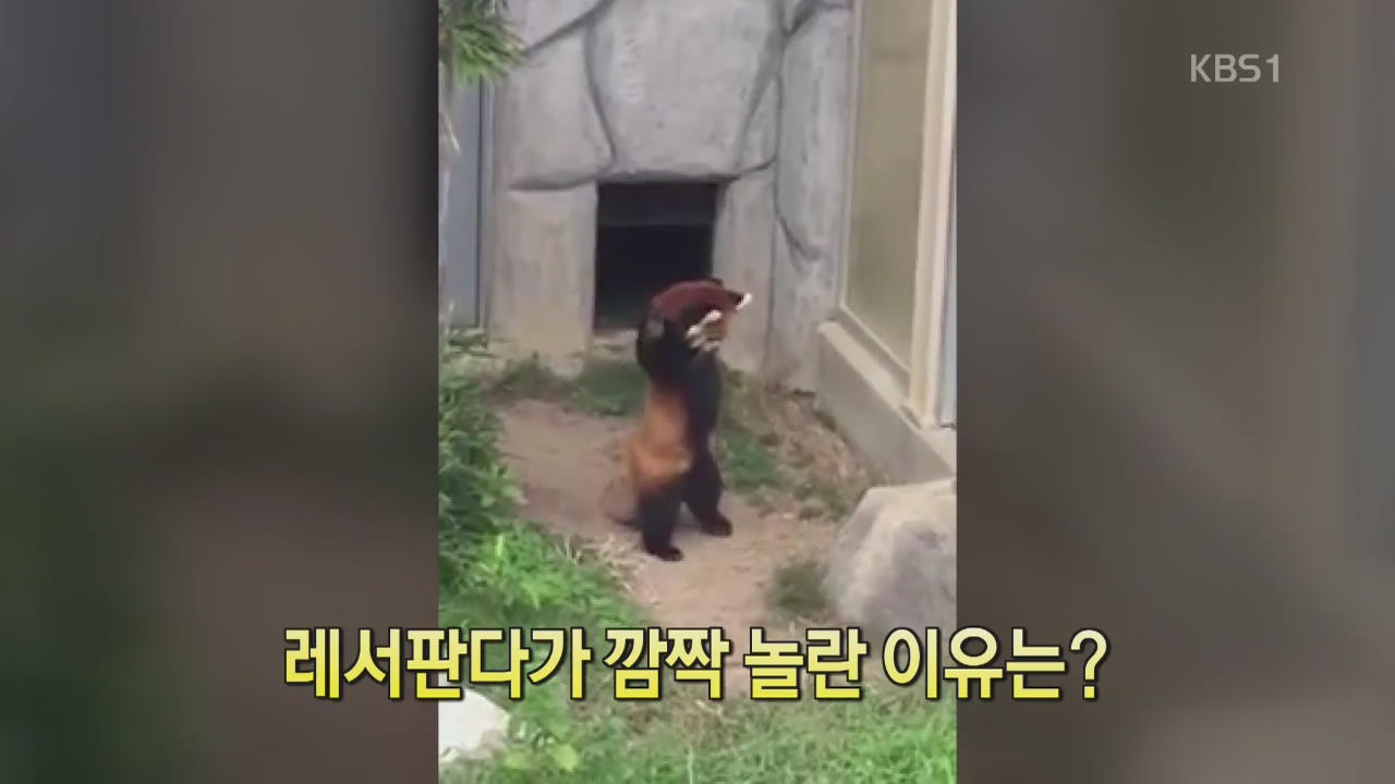 [세상의 창] 레서 판다가 깜짝 놀란 이유는?