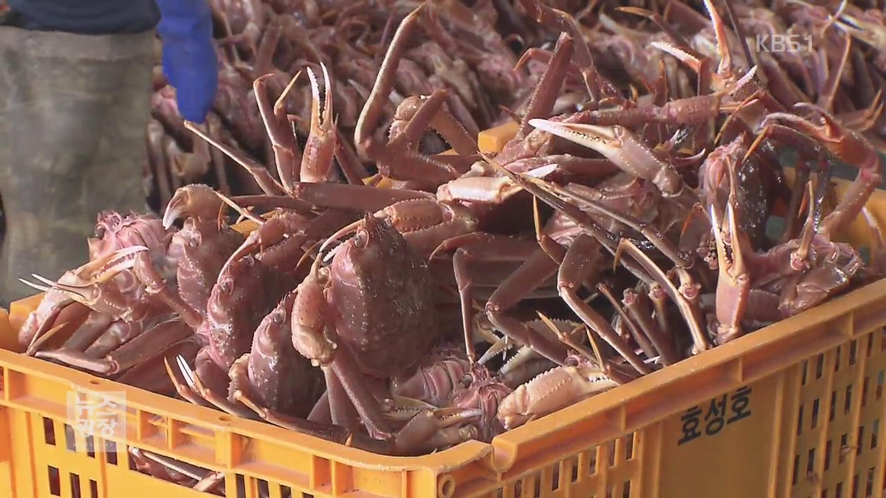 대게 어획량 이미 초과…“있어도 못 잡아” 발 동동