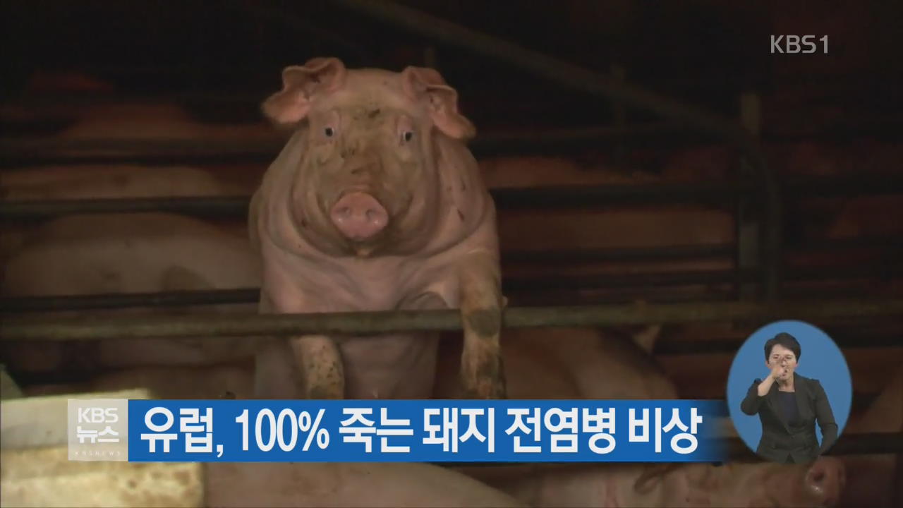 유럽, 100% 죽는 돼지 전염병 비상