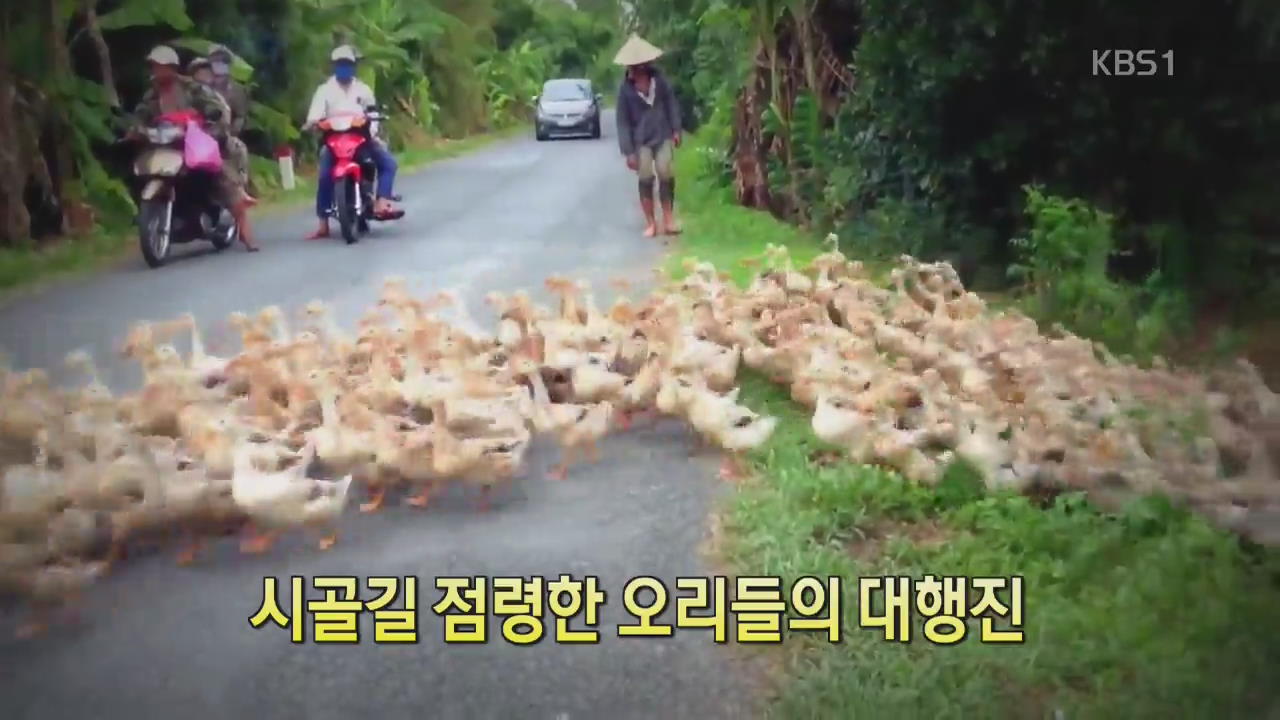 [디지털 광장] 시골길 점령한 오리들의 대행진