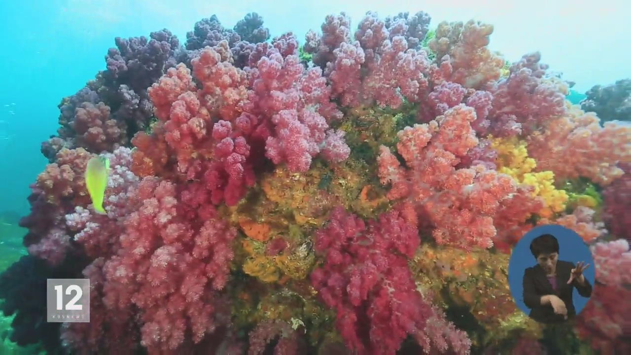 ‘바닷속 꽃 잔치’…제주 바다에 찾아온 봄