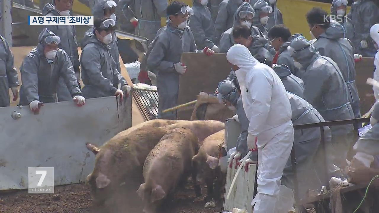 돼지 A형 구제역 첫 발생…이동중지 명령