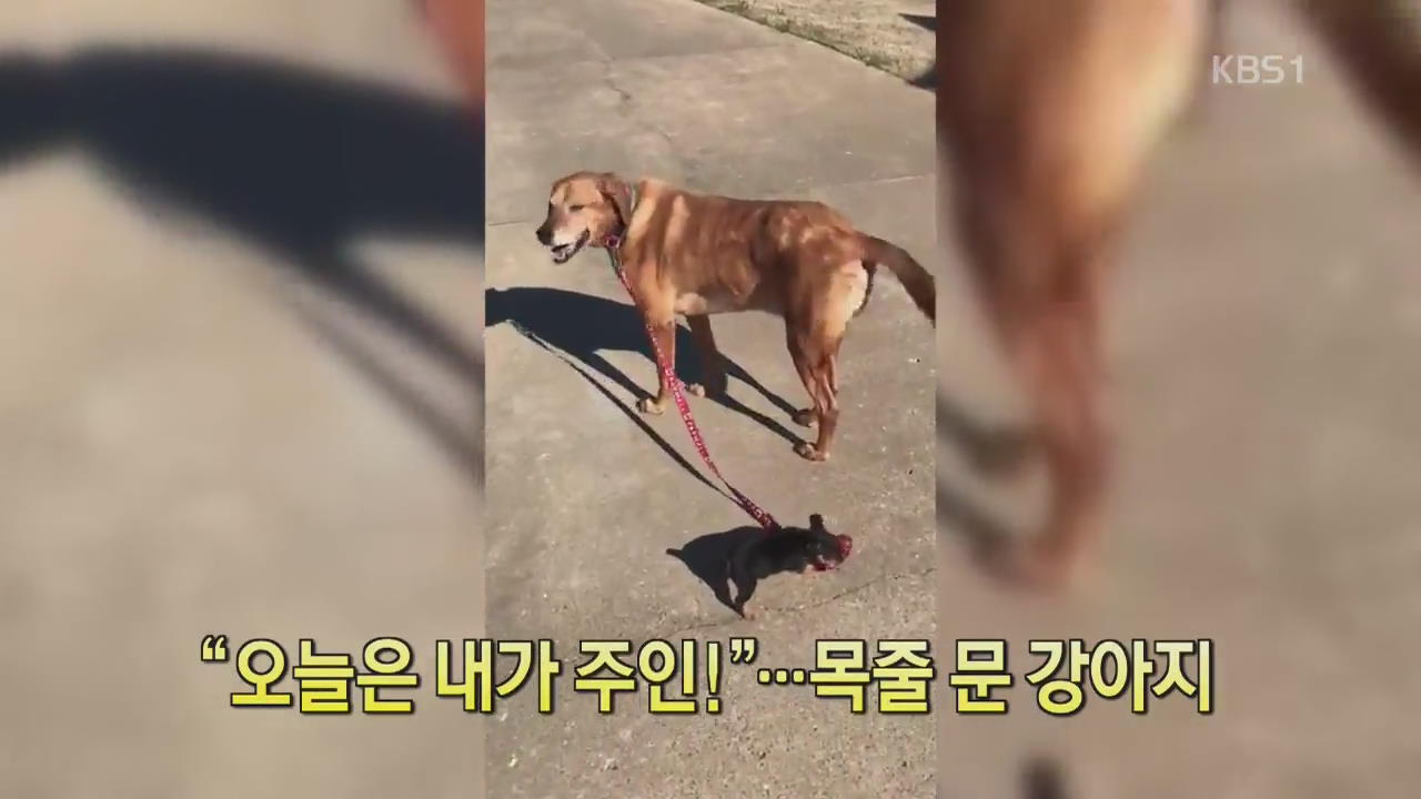 [디지털 광장] “오늘은 내가 주인!”…목줄 문 강아지