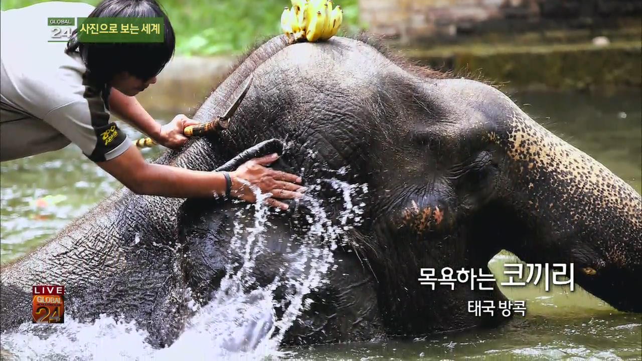 [글로벌24 사진] 목욕하는 코끼리 외