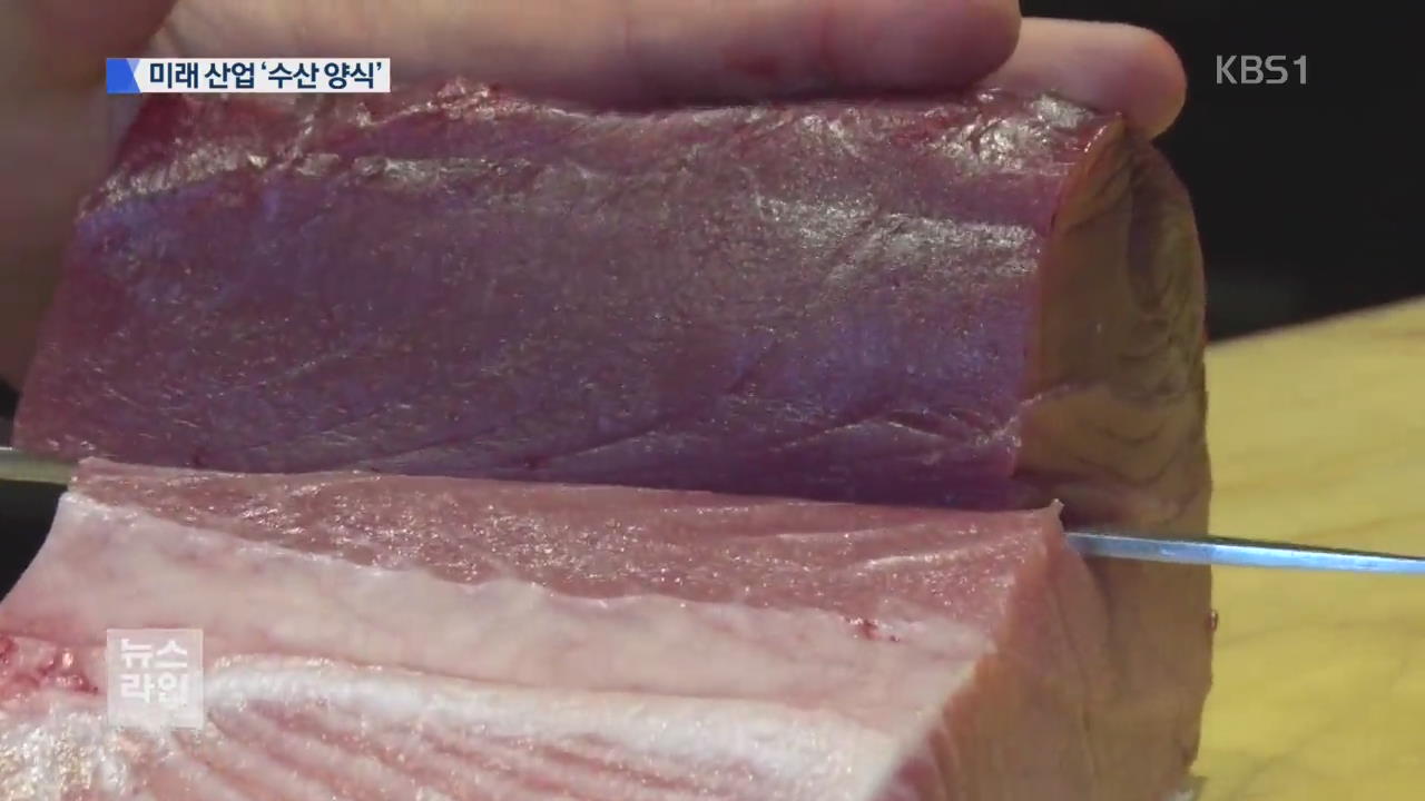 기르는 어업 시대…참치도 대량 양식