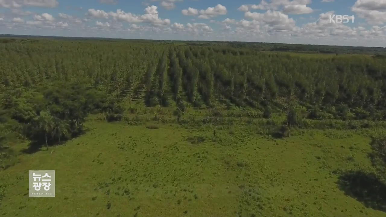 남미 파라과이에 ‘한국 숲’ 조성…목재기지 다변화