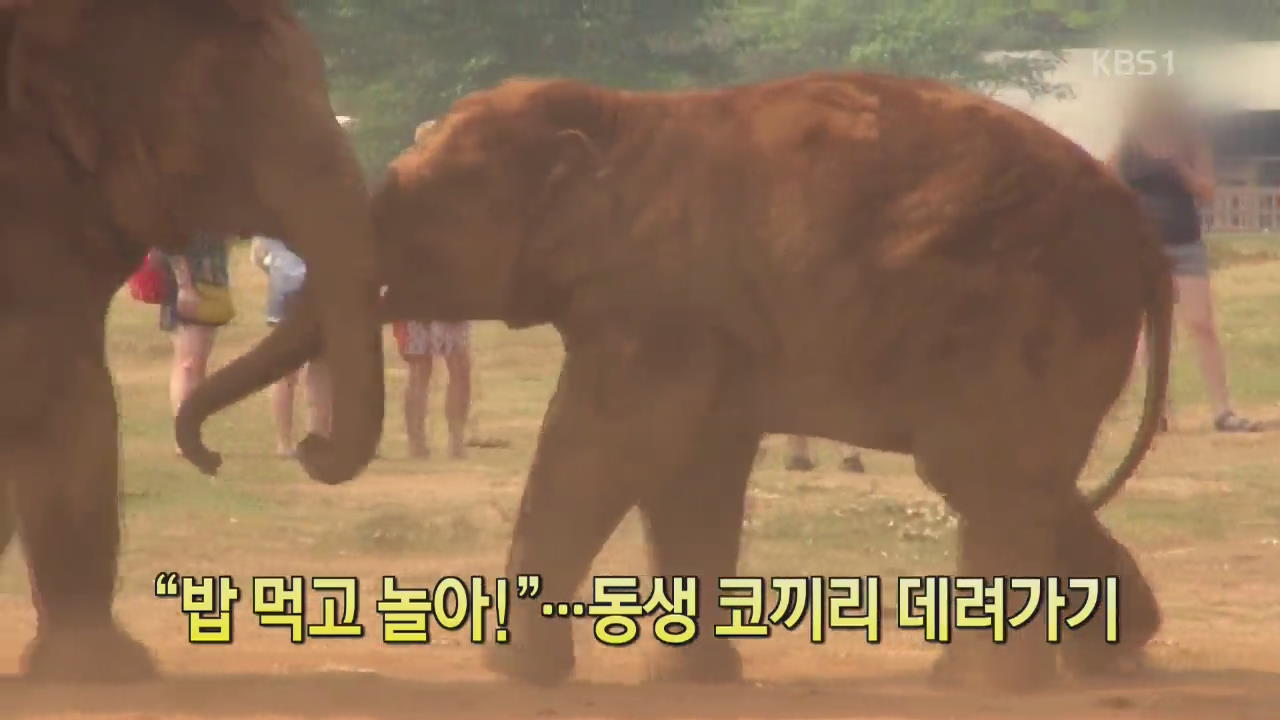 [디지털 광장] “밥 먹고 놀아!”…아기 코끼리 데려가기
