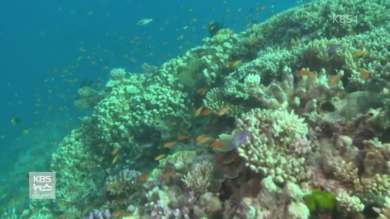 호주, 태양광선 차단제 뿌려 산호초 보호 나서