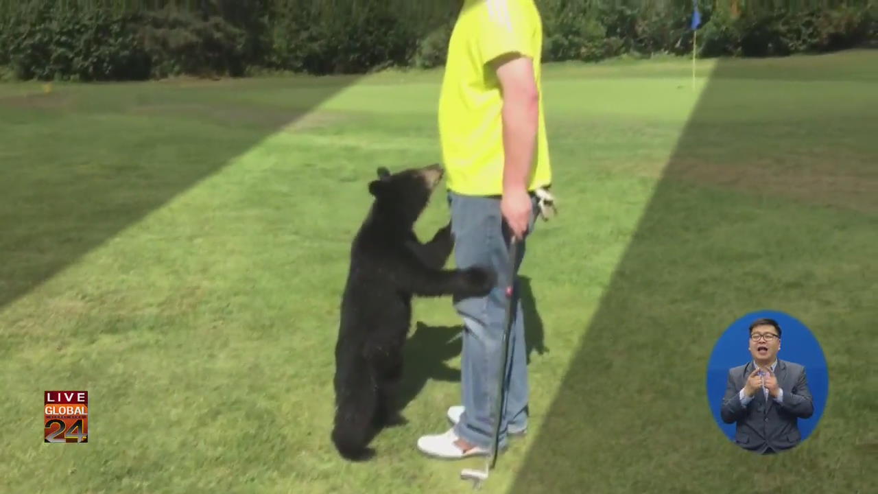 [글로벌24 브리핑] 골프장에 새끼 곰 “저희 아빠 못 봤어요?”