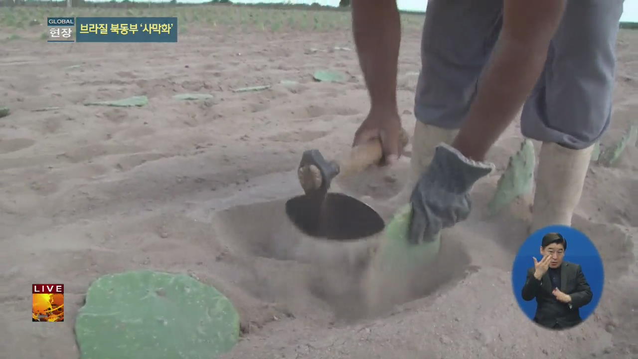 [글로벌24 현장] 브라질 북동부 사막화…선인장까지 재배