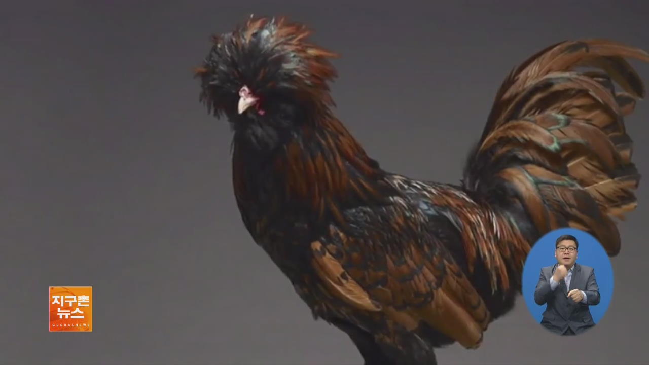 [지구촌 화제 영상] 빼어난 미모의 ‘닭’…전문 사진가 모델로