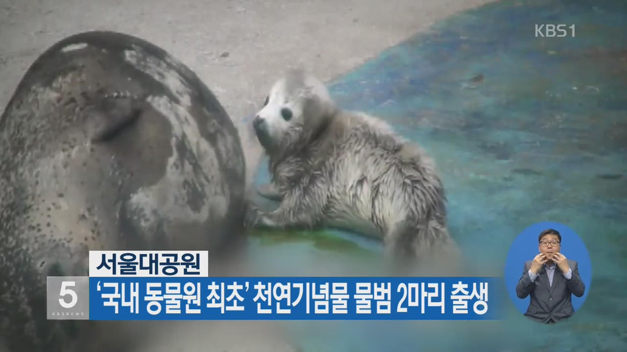 서울대공원 ‘국내 동물원 최초’ 천연기념물 물범 2마리 출생