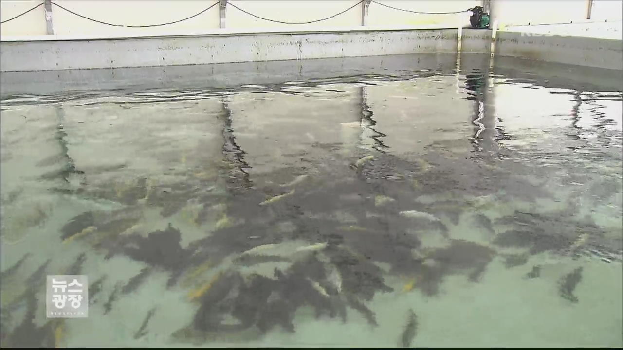 ‘최고급 민물고기’ 쏘가리, 대량 양식 첫 성공