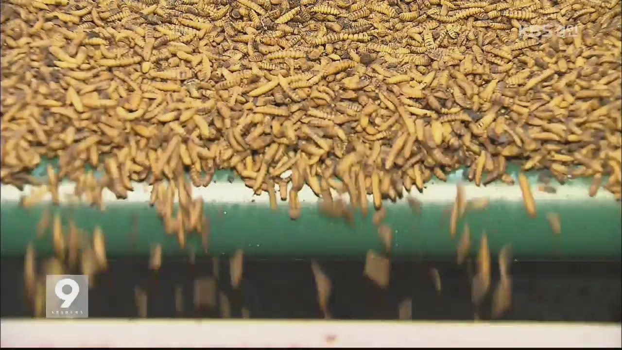 처치곤란 ‘음식물 쓰레기’…곤충 먹이로 해결
