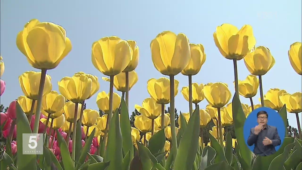 꽃 보고 수산물 맛보고…태안반도 봄 축제 풍성