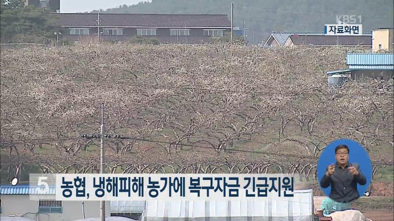 농협, 냉해피해 농가에 복구자금 긴급지원
