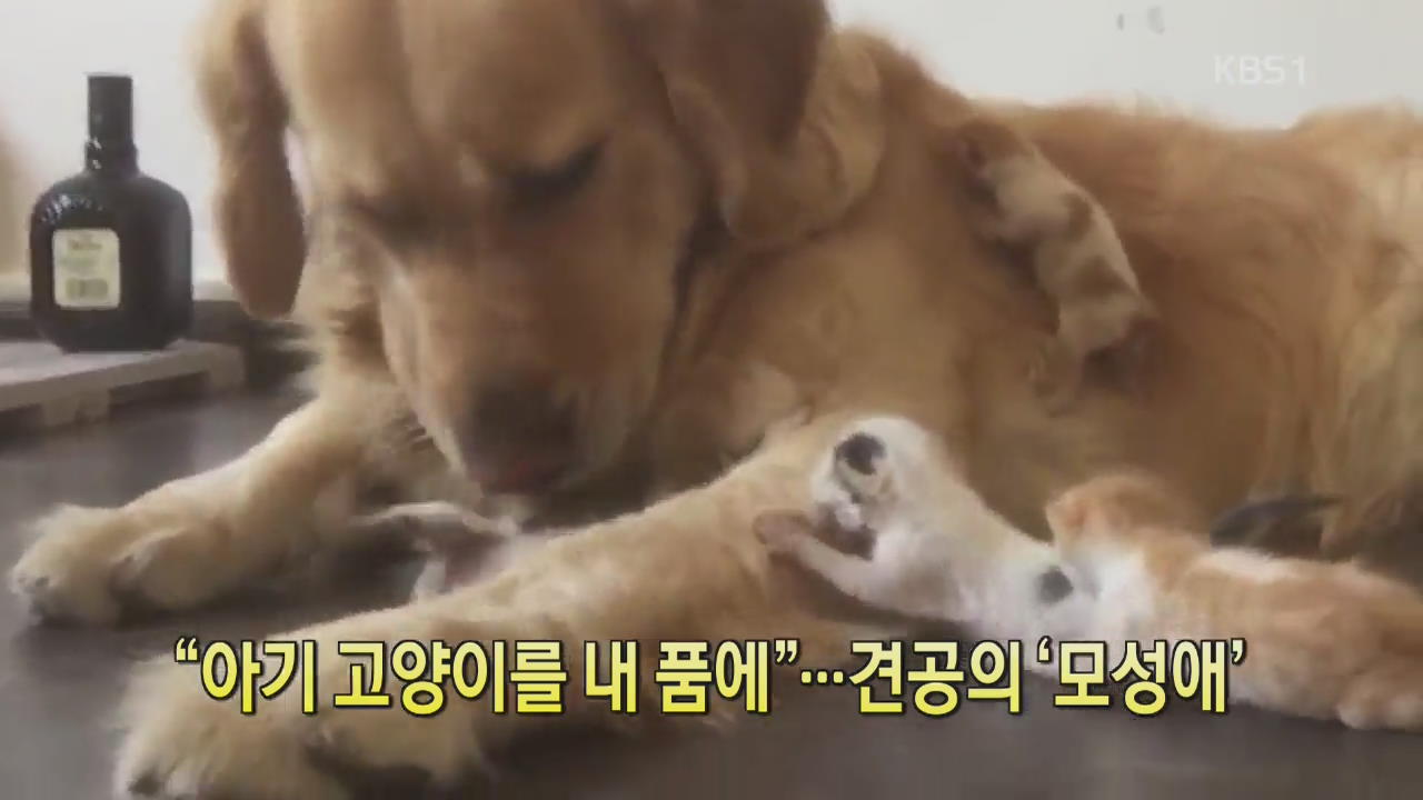 [디지털 광장] “아기 고양이를 내 품에”…견공의 ‘모성애’