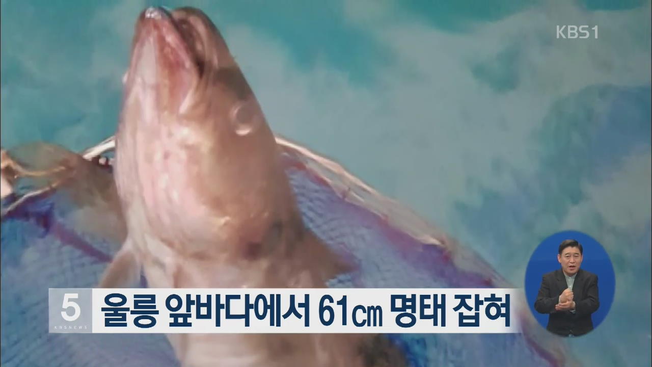 울릉 앞바다에서 61cm 명태 잡혀
