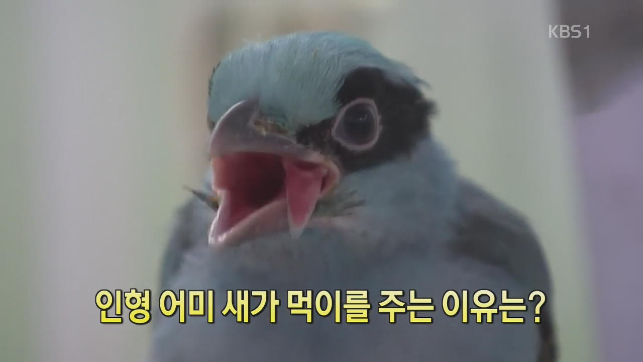 [디지털 광장] 인형 어미 새가 먹이를 주는 이유는?