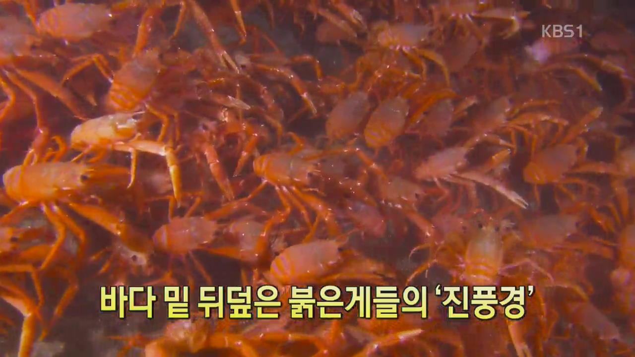 [디지털 광장] 바다 밑 뒤덮은 붉은게들의 ‘진풍경’